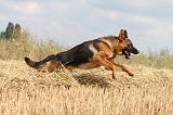 BERGER ALLEMAND 366